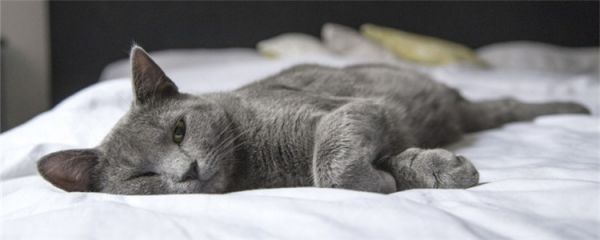 猫黑下巴是怎么回事 这些原因你得清楚