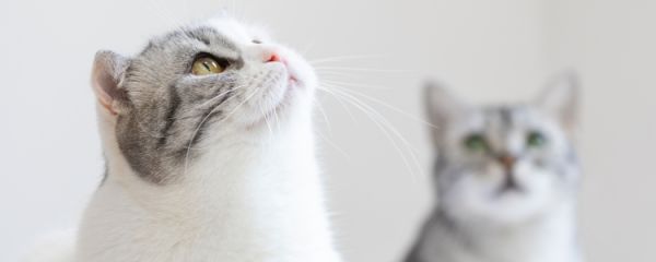 猫黑下巴怎么清理 猫黑下巴怎么办