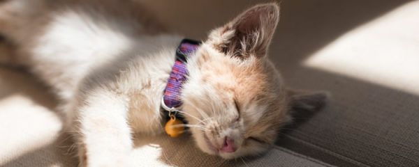 奶猫黑鼻会变粉色吗