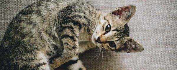 猫黑巴怎么办 猫黑下巴可以自愈吗?