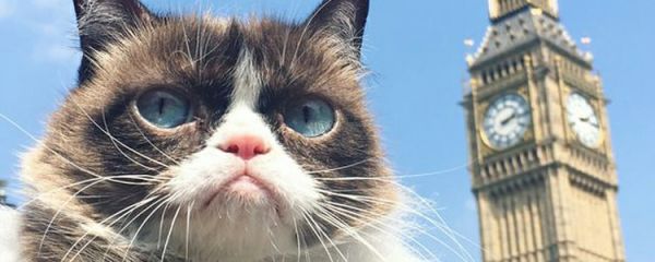 小猫黑下巴