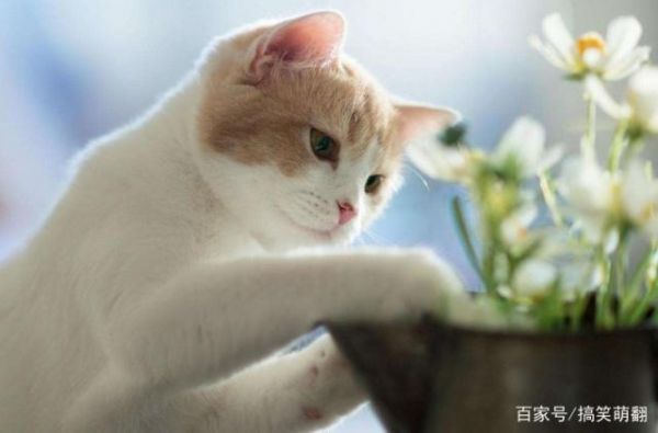 和猫咪沟通也要有技巧，尝试这几个方法，让猫咪感受到你的爱