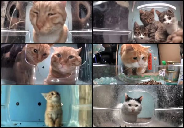 把流浪猫捧上直播间C位，街猫给宠物行业带来了哪些启示？