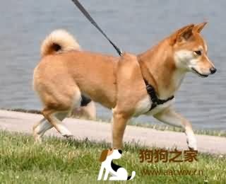 带狗狗运动