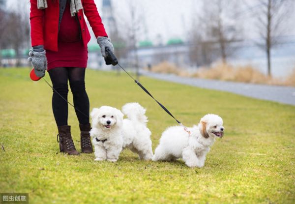 想让狗狗乖乖陪你散步？训犬师教你三个技巧，让被狗遛变成遛狗