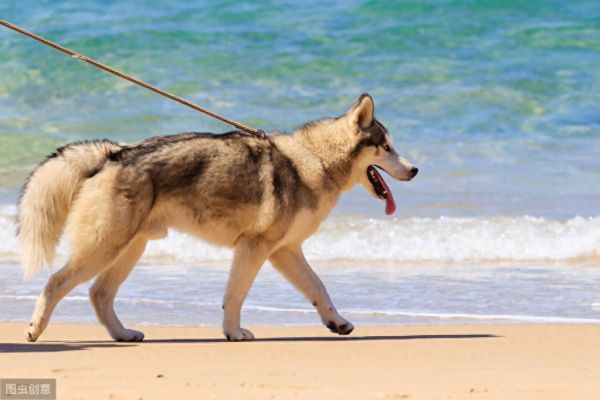 想让狗狗乖乖陪你散步？训犬师教你三个技巧，让被狗遛变成遛狗