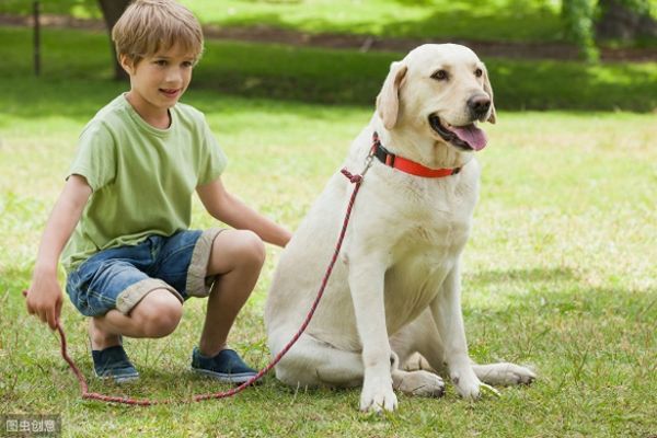 想让狗狗乖乖陪你散步？训犬师教你三个技巧，让被狗遛变成遛狗
