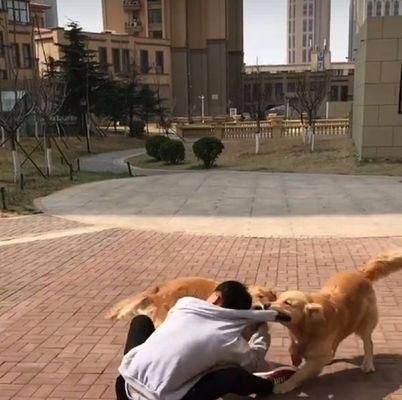 带宠物出门散步指南（如何安全地带狗出去散步？-狗狗健康的必备小常识）