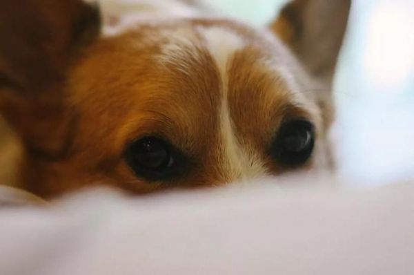 人的社交礼仪VS狗的社交礼仪，狗狗的行为习惯有哪些不一样？