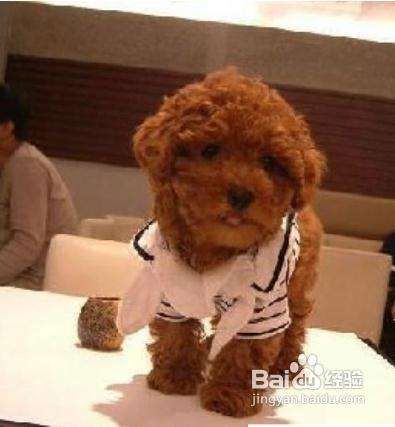 怎么训练泰迪不咬人