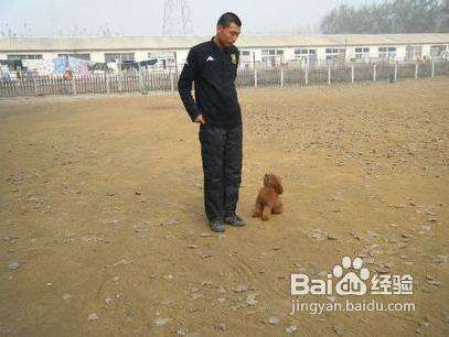 怎么训练泰迪不咬人
