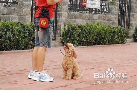 怎么训练泰迪不咬人