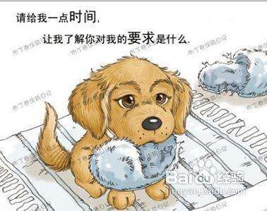 怎么训练泰迪不咬人