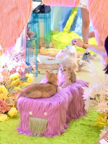 深圳猫咖➕tufting真是好好玩吖～