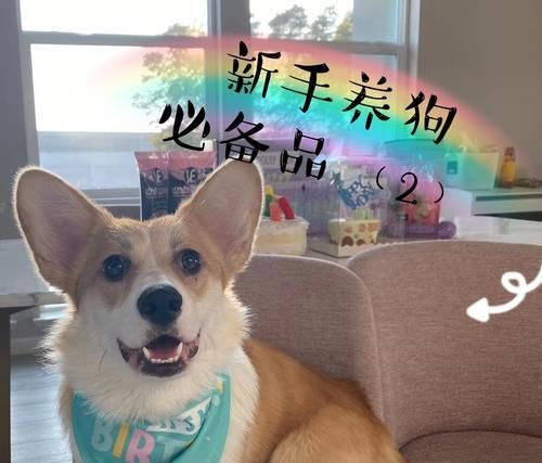 养狗前的准备指南（宠物犬的健康与幸福，从准备开始）