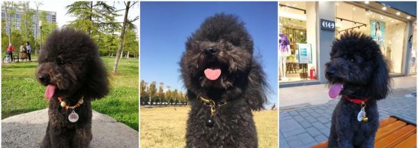 养狗前的准备指南（宠物犬的健康与幸福，从准备开始）