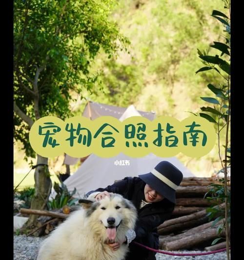 机场接宠物指南（从乘机前准备到接宠物全方位指引）