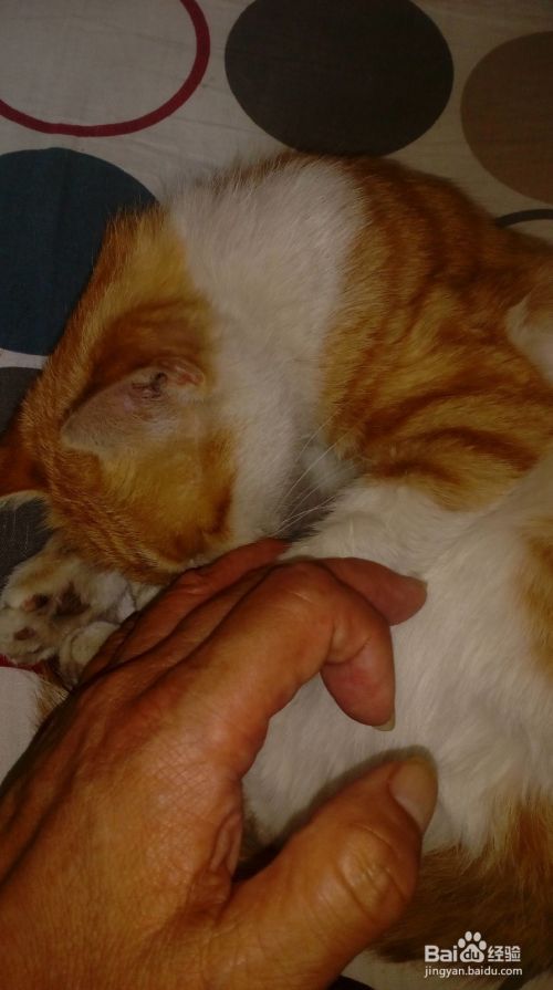 怎么训练宠物猫夜伏昼出