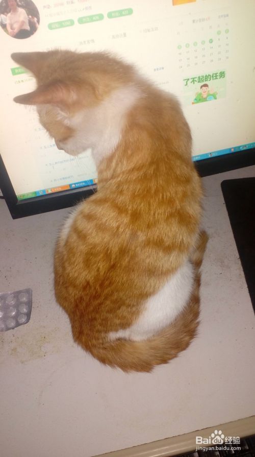 怎么训练宠物猫夜伏昼出
