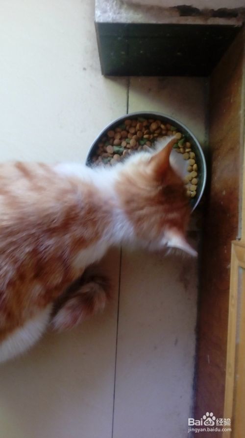 怎么训练宠物猫夜伏昼出