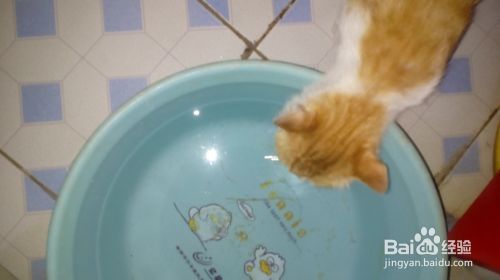 怎么训练宠物猫夜伏昼出