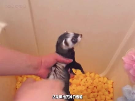 这玩意生完宝宝还需要主人认证哈哈哈#雪貂 #神奇动物在抖音 #动物的迷惑行为 #阔爱炸了