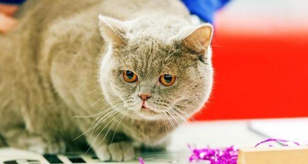 如何降低猫咪攻击性（宠物猫咪的攻击性问题及解决方法）