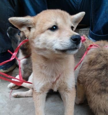 如何训练中华田园犬成为理想的宠物（培养亲近感、提高听从性、控制攻击性）