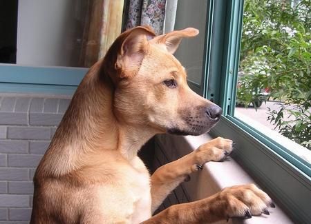 如何训练中华田园犬成为理想的宠物（培养亲近感、提高听从性、控制攻击性）