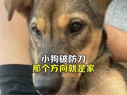 小哥只是用手指了指回家的方向，居然就让无数网友被刀的泪流满面#不养狗不知道养狗的乐趣 #愿每个小狗都能遇见好的主人 #谁家还没个傻狗 #狗狗的心思都写在脸上了 #萌宠出道计划
