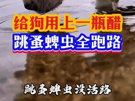 给狗用上一份醋， 跳蚤蜱虫全跑路。#养狗经验分享 #科学养宠攻略 #狗狗 #养狗人 #狗狗驱虫