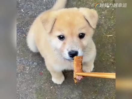 狗狗的治愈时刻，这个世界没有可爱的狗狗不行#这个世界不能没有小狗 #治愈系 #狗狗治愈心灵 #养狗的乐趣