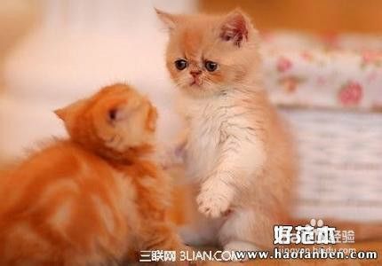 怎么和宠物相处？