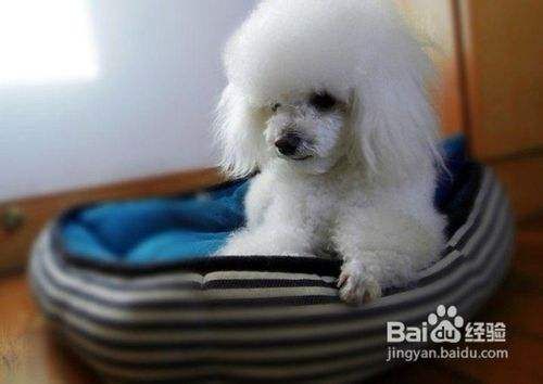 怎样为贵宾犬清洁眼睛