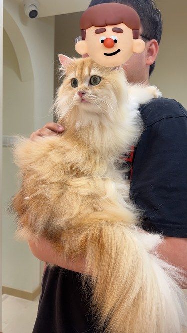 五角场大学路猫咪洗澡撸猫好去处