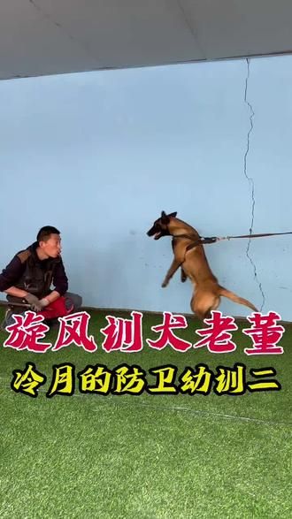 训犬学校机构，我们的训练师不仅注重狗狗的技能培养，还注重狗狗的健康和幸福，全面关注狗狗的全面成长。有需要评论区留言 #训犬哪里正规 #服从训练哪里正规 #保镖犬哪里可靠 #马犬机构 