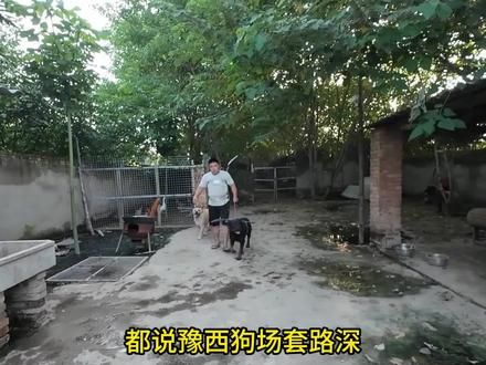 黑豹成长史（33）——训犬师一直都是黑豹 #豫西小丁 #黑豹罗威纳