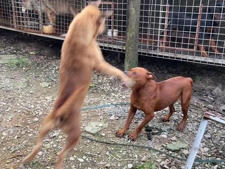阿登喜欢战斗、今天就放黑嘴陪它练一练 #猛犬黑嘴 #阿登之战 #不养狗，不知道养狗的乐趣 #华强爱玩狗 #神奇的动物在抖音 #阿登川东犬出道计划