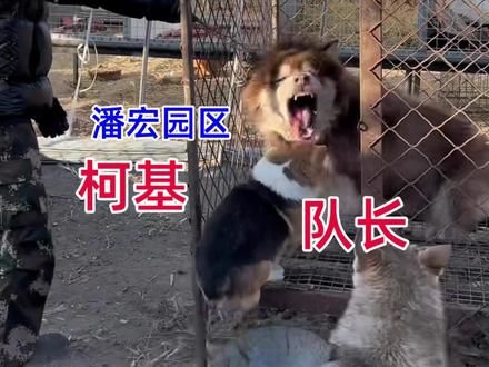 落基园区《传奇耐咬王》 #潘宏园区 #柯基 #阿珂 #狗