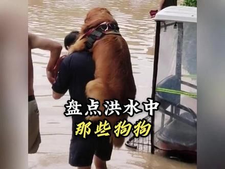 #人狗情未了