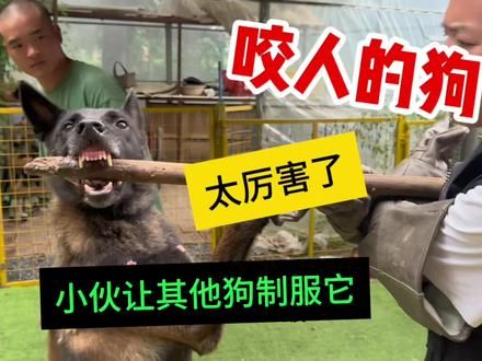 咬人的马犬，小伙训练三天不管用，还是护食咬人，最后放其他狗制服它#马犬 #狗市 #训犬 #潘宏爱玩狗 #河南