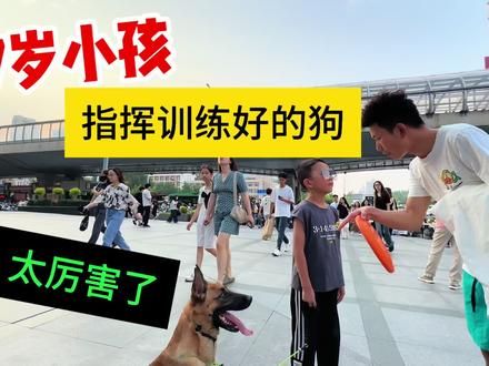 7岁小孩指挥训好的马犬，太厉害了，好多人围观#训犬 #马犬 #狗市 #河南 #郑州