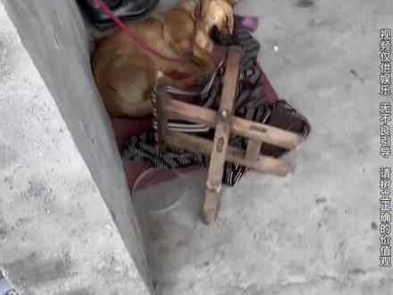 #狗狗 #萌宠日常记录 狗是人类最忠诚得朋友