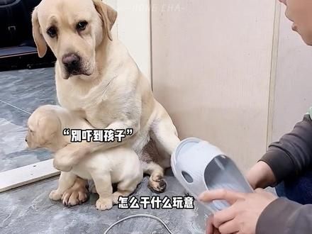 “ #谁的想念声声催 #炊烟散云海 最护崽的狗狗 动作表情和人一模一样 ”#万物皆有灵性 #母爱