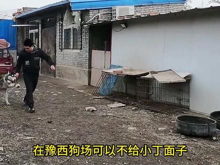 霸王雏形，黑豹成长史（28） #豫西小丁 #黑豹