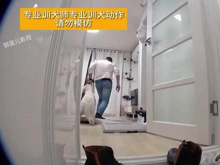 金毛野性大发狂咬人，女主人却把它当祖宗养，训犬师直接爆粗口 #奇葩 #奇闻趣事 #动物
