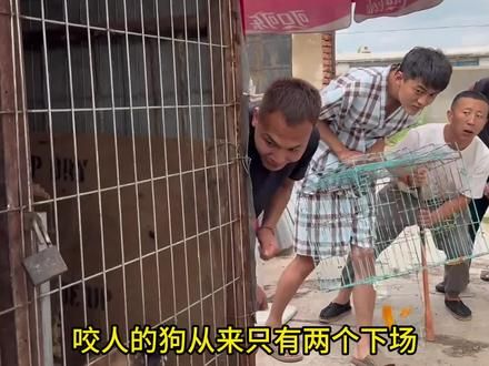 潘宏的时代已经成熟 #潘宏爱玩狗 #训犬
