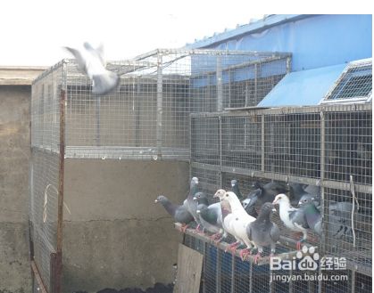 怎么放飞鸽子