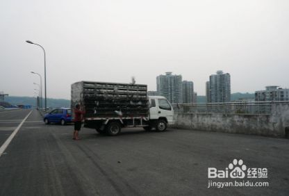 怎么放飞鸽子