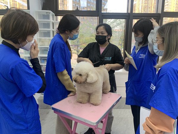 广州C级国际宠物美容师基础班